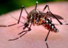 Dengue: argentinos diseñan un test rápido y económico para la detección temprana