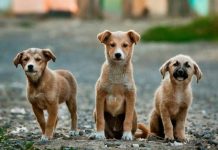 Consejos para cuidar a perros y gatos durante la cuarentena
