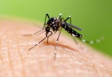 Dengue: se confirmó la presencia del vector en 16 barrios de la ciudad de Santa Fe