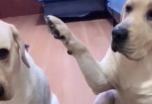 El labrador delator que es furor en TikTok