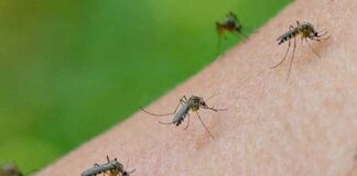 ¡Mosquitos otra vez! Especialistas anticipan una nueva invasión en la ciudad