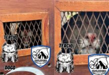 Rescataron a un puma que se metió al patio de una casa en Cabaña Leiva