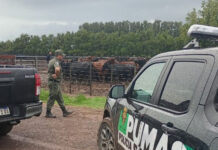 La Policía Rural de Santa Fe recuperó 161 animales robados al influencer “La Joya Agro”