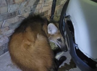 Rescataron un aguará guazú que apareció en una vivienda de Monte Vera