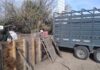 Intervinieron un criadero de cerdos en Ibarlucea tras confirmarse casos de triquinosis