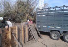 Intervinieron un criadero de cerdos en Ibarlucea tras confirmarse casos de triquinosis