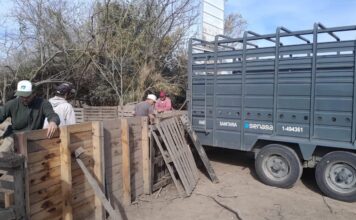 Intervinieron un criadero de cerdos en Ibarlucea tras confirmarse casos de triquinosis